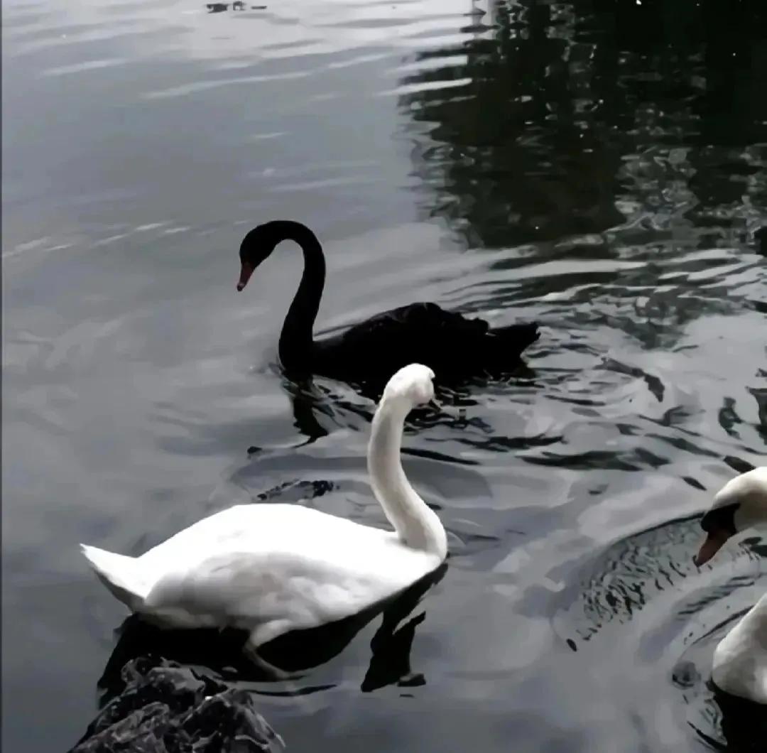 ins超火黑色背景图,黑色背景图ins高级感