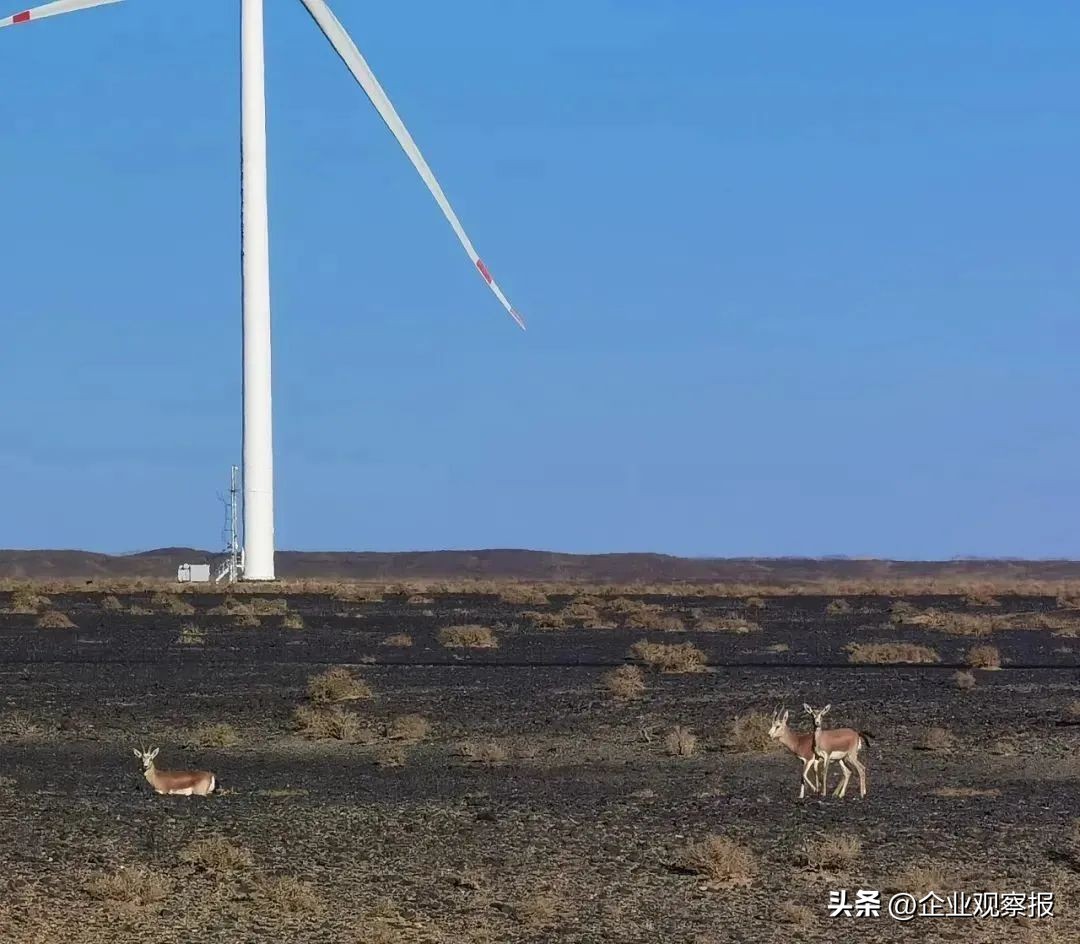 当好推进生态文明建设的实践者,中国诚通愿景