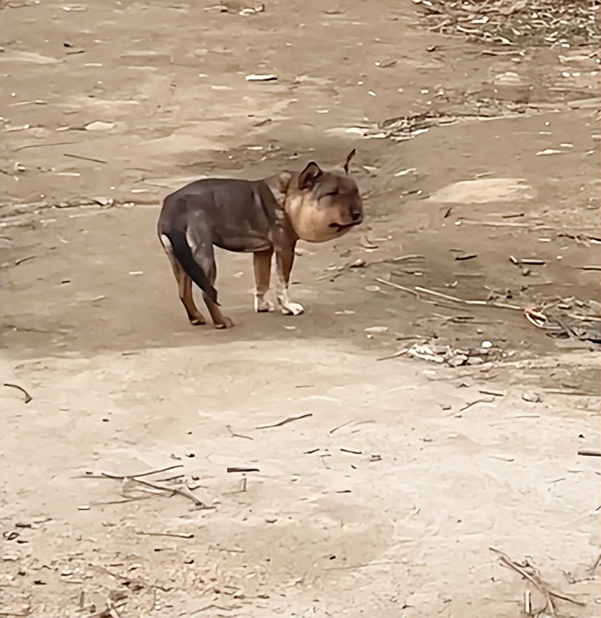 蜜蜂小狗搞笑视频,蜜蜂小狗搞笑剪辑视频