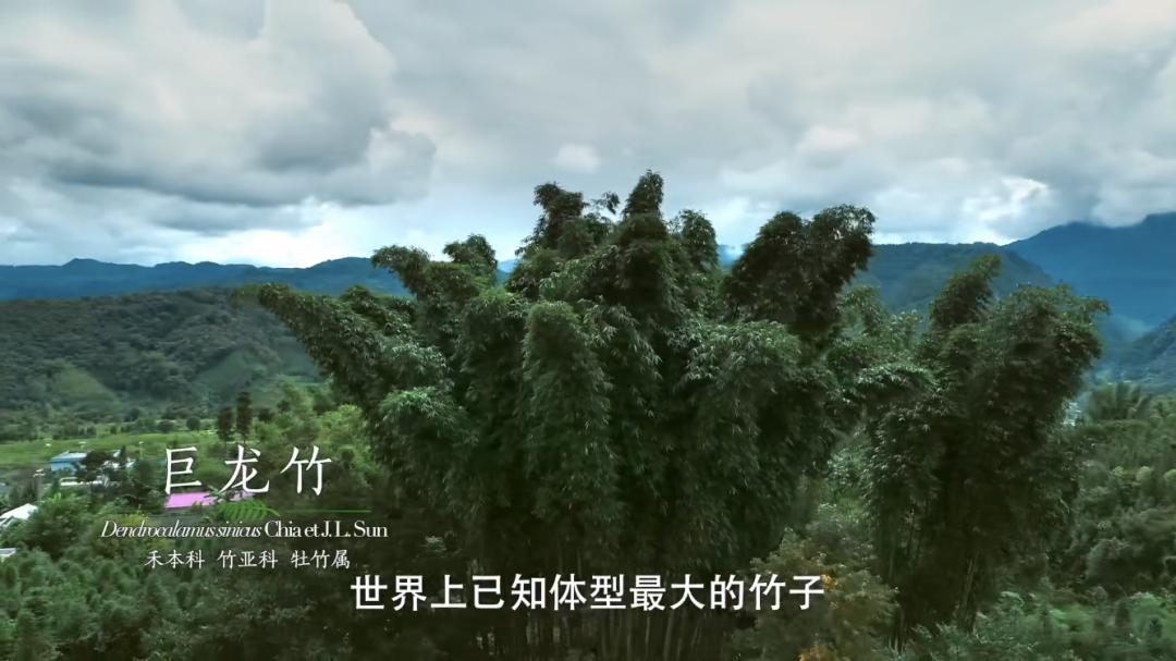 大熊猫爱吃的竹子是什么植物,大熊猫爱吃的竹子是毛竹吗