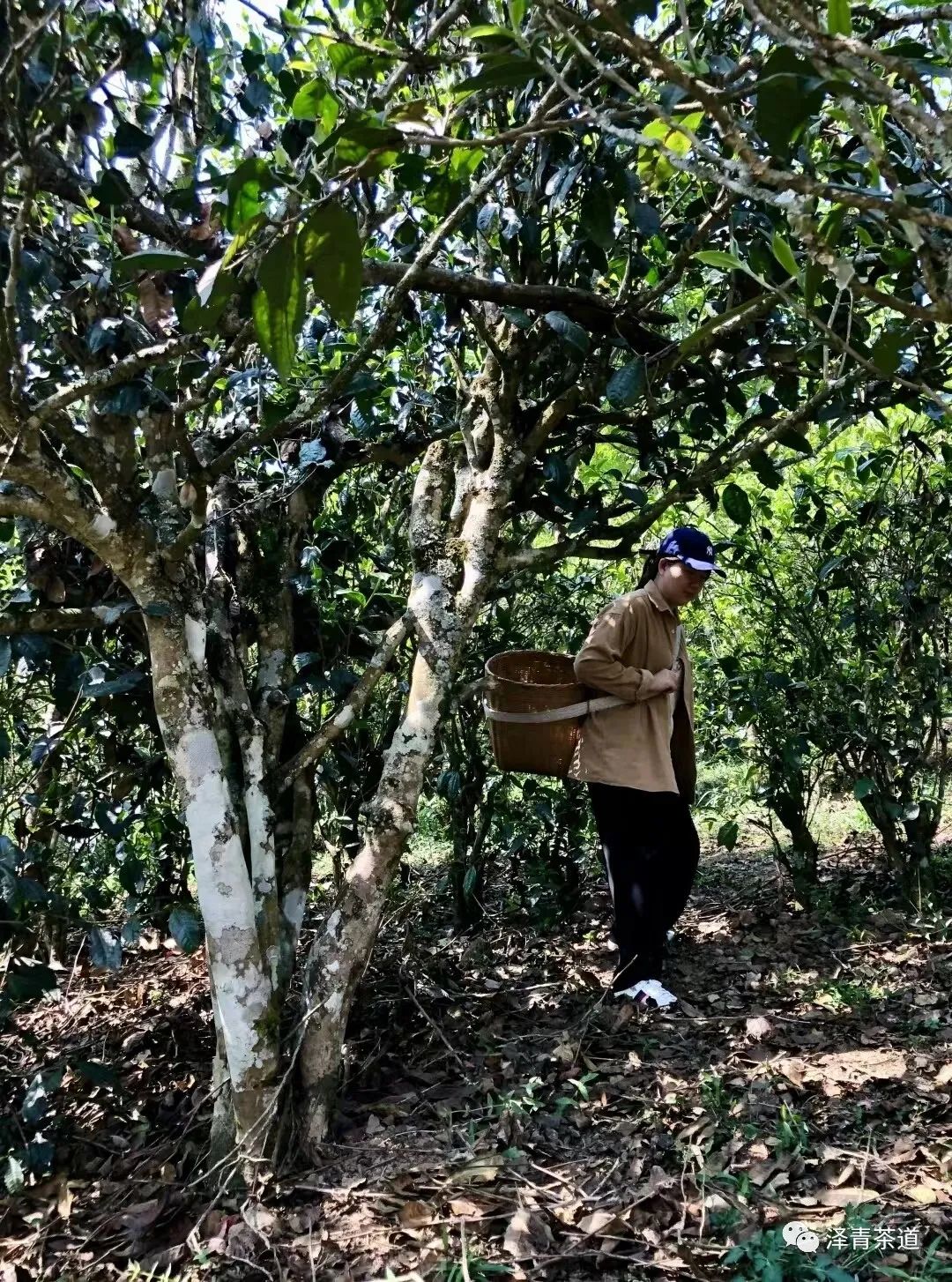 普洱茶各大山头的特性和口感图文,普洱茶老茶头的口感特点有哪些