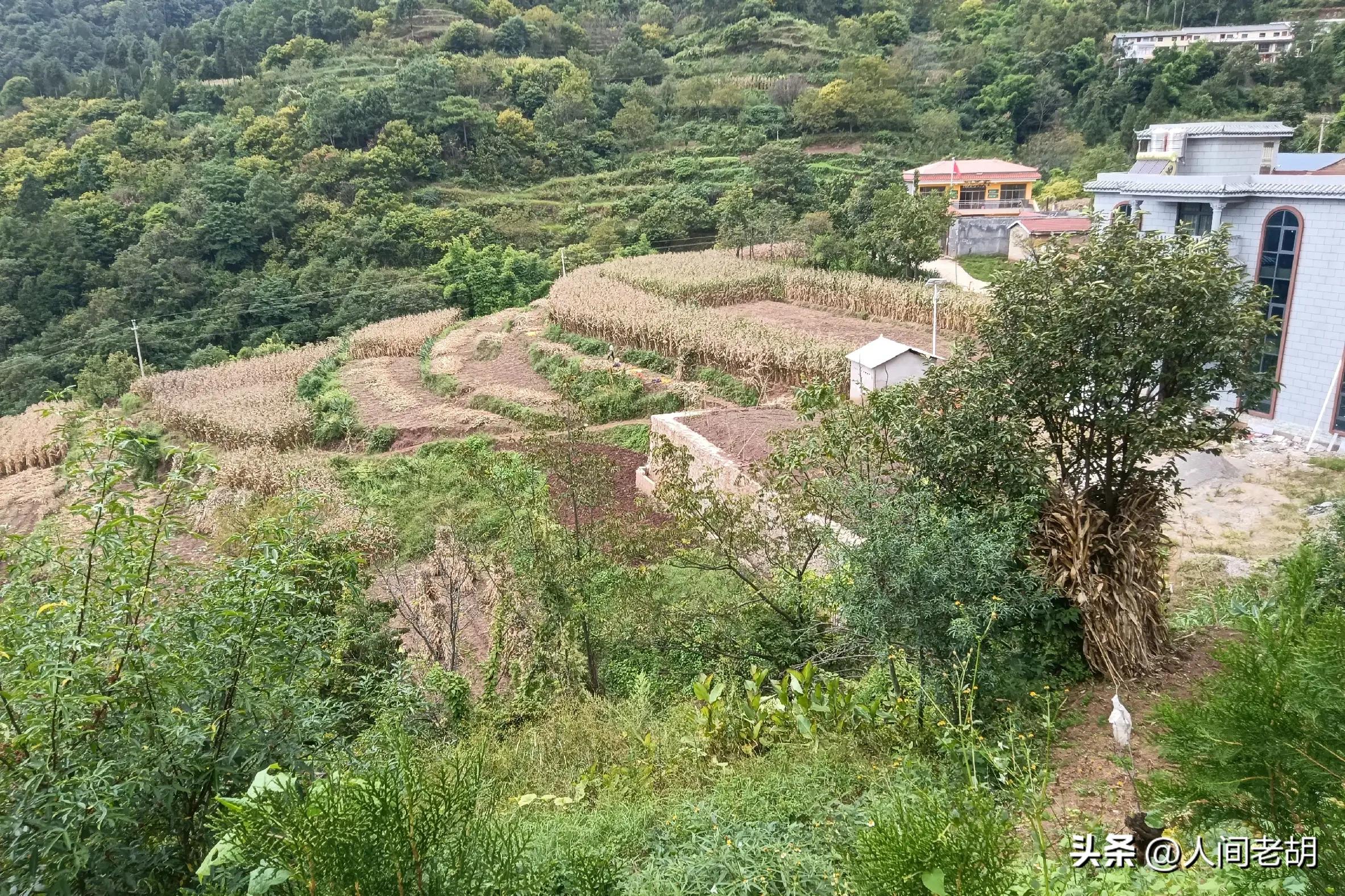 猪猪和狗狗成长记,猪猪成长记录