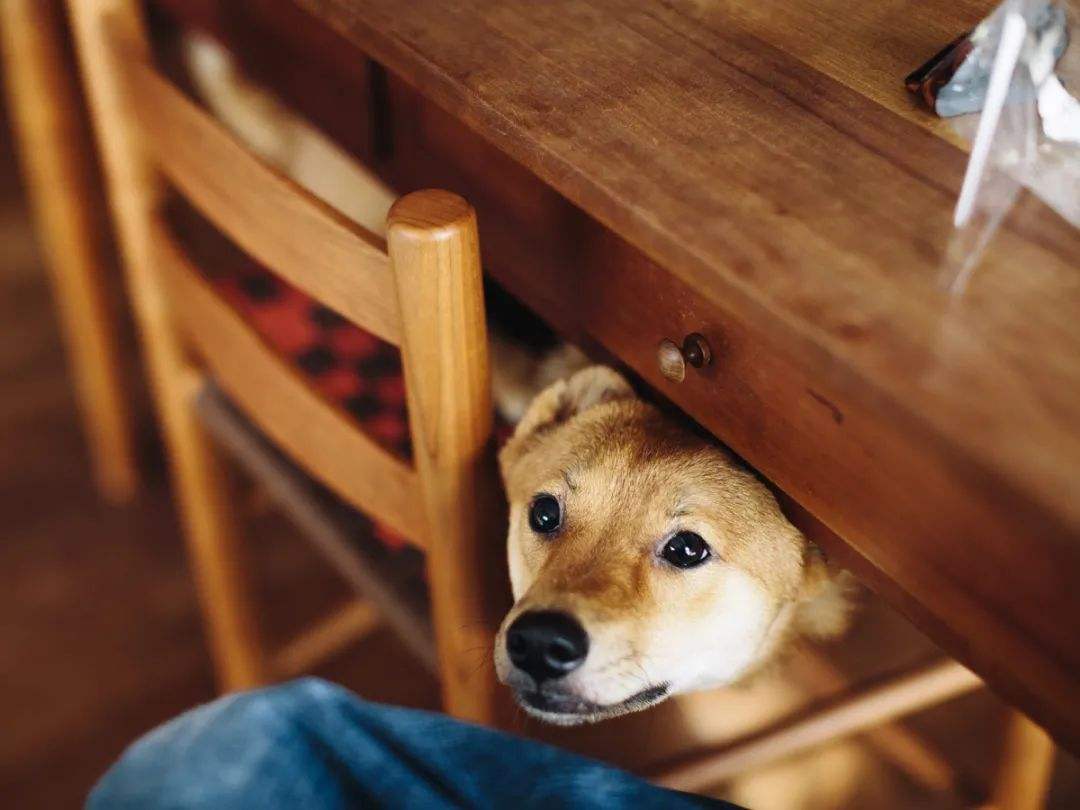 别再傻乎乎的乱买狗狗,狗狗有必要买狗窝吗