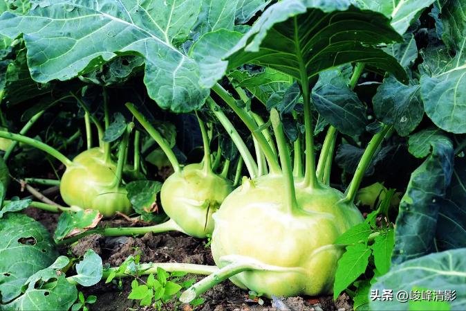 最正宗的火爆大头菜的做法,传统美味大头菜制作