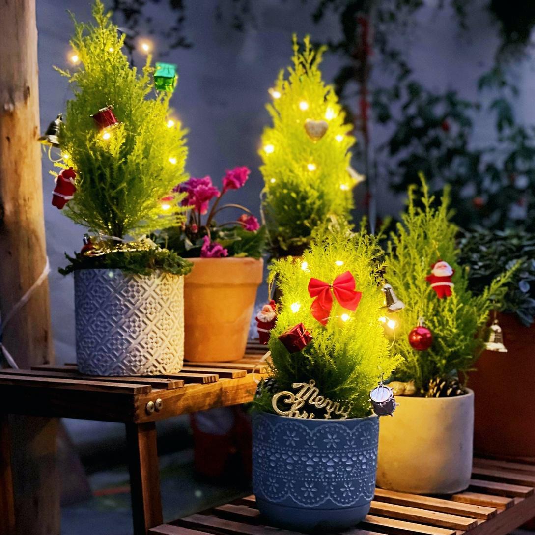 十种最旺家庭的小盆景,各种小盆景大全图片