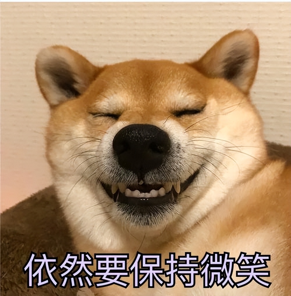 什么狗聪明听话又好养有安全感,狗有哪些特征就是一条好狗