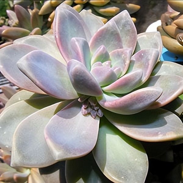 102个大类近500个多肉植物图片，都极其美丽，建议在家中也养一盆