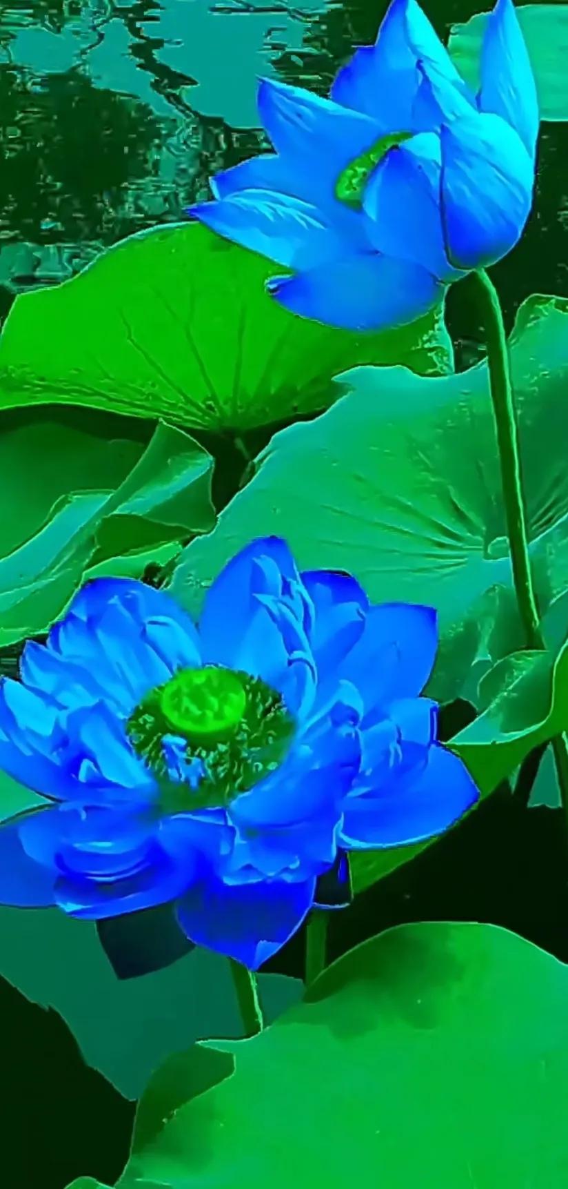 夏日美丽的荷花图片,荷花图片配上字映日荷花别样红