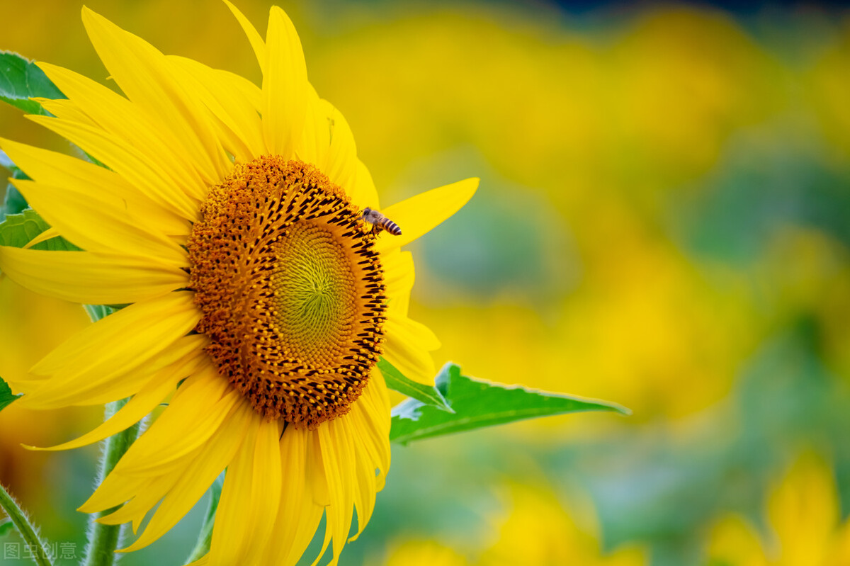 是你把我举过头顶看世界,是你把我举过头顶看到了更大世界