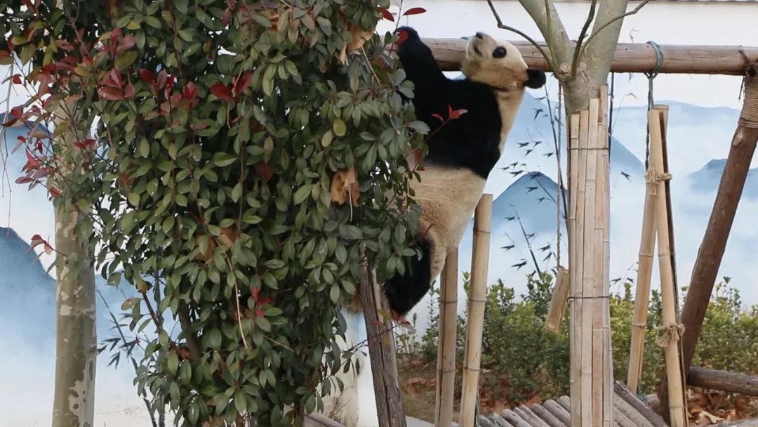 一证在手说走就走文案,开启说走就走的旅行安徽省