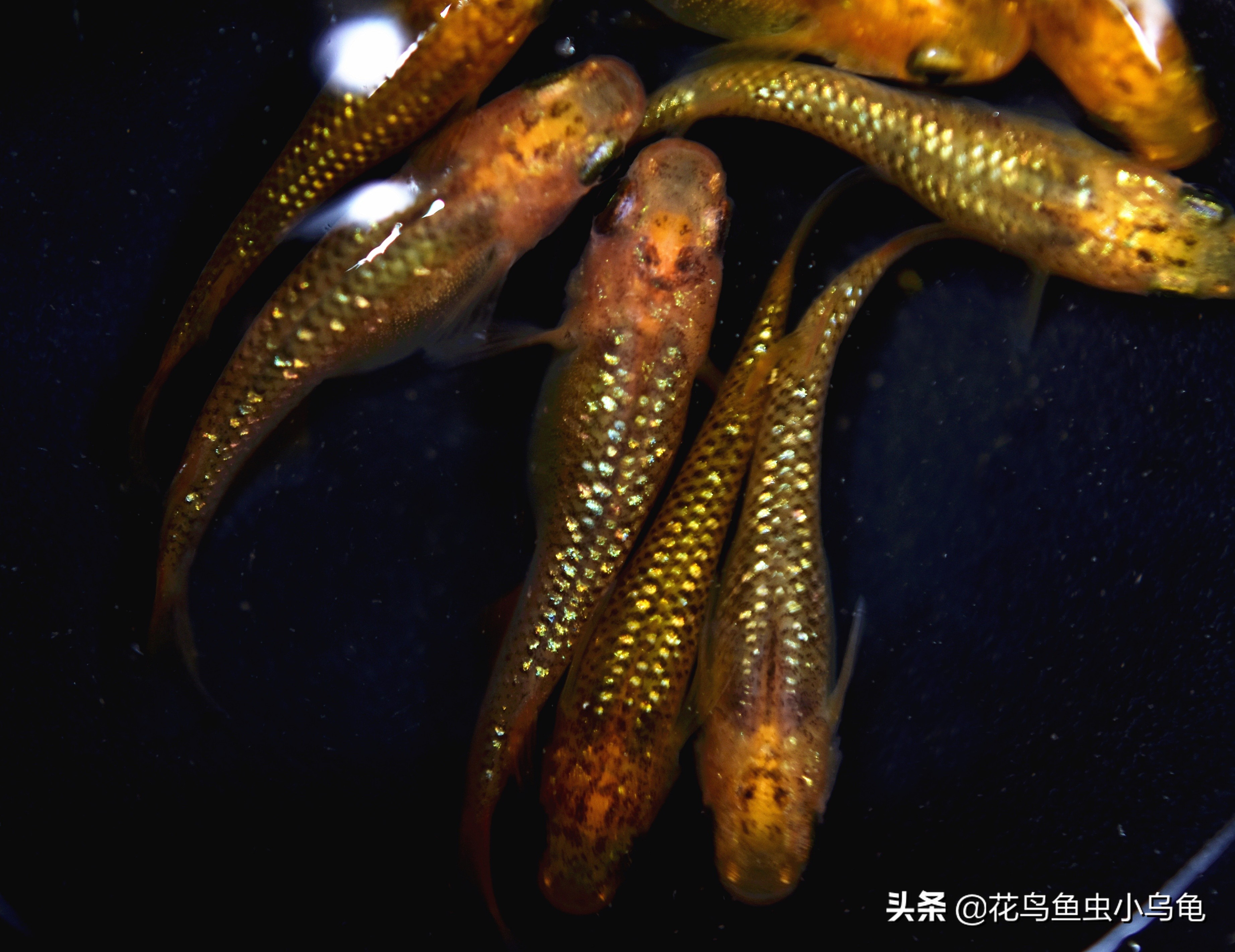 观背青鳉孵化出来需要和卵分开吗,观背青鳉从卵孵化到长大需要多久