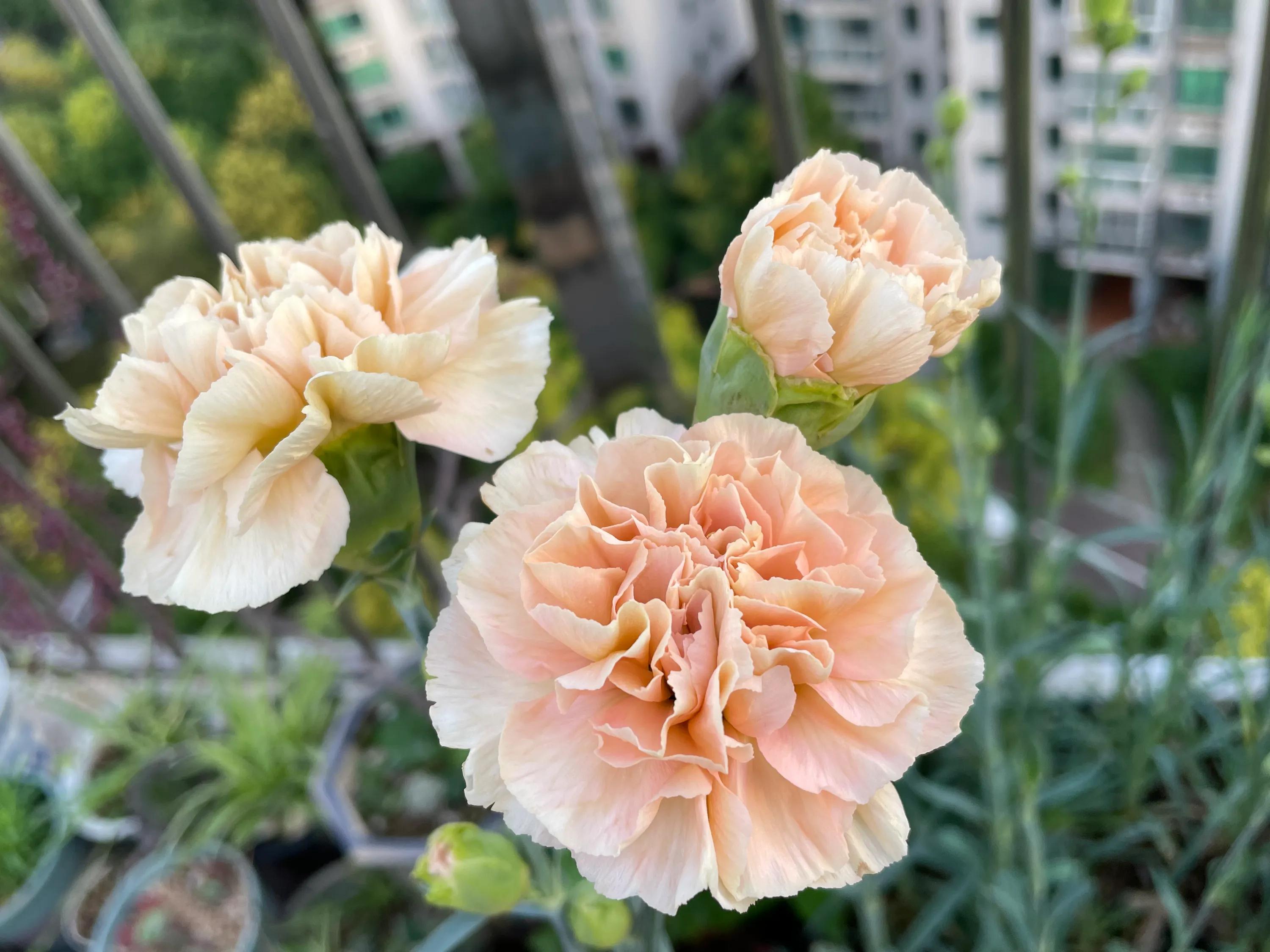 一双丝袜引发惨案,一只袜子引发的惨案