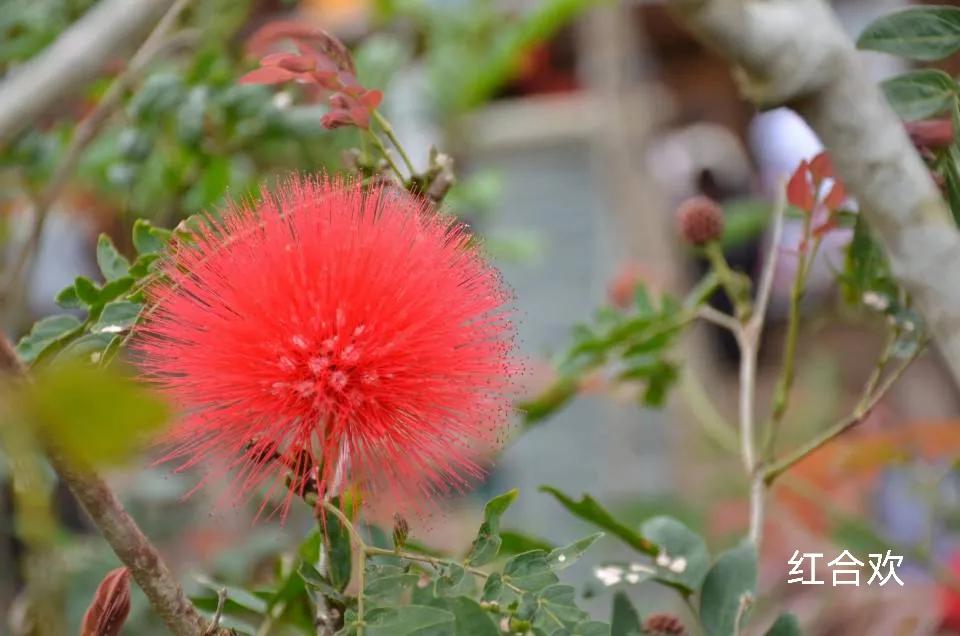 100种花草图片欣赏,50种花草图片大全