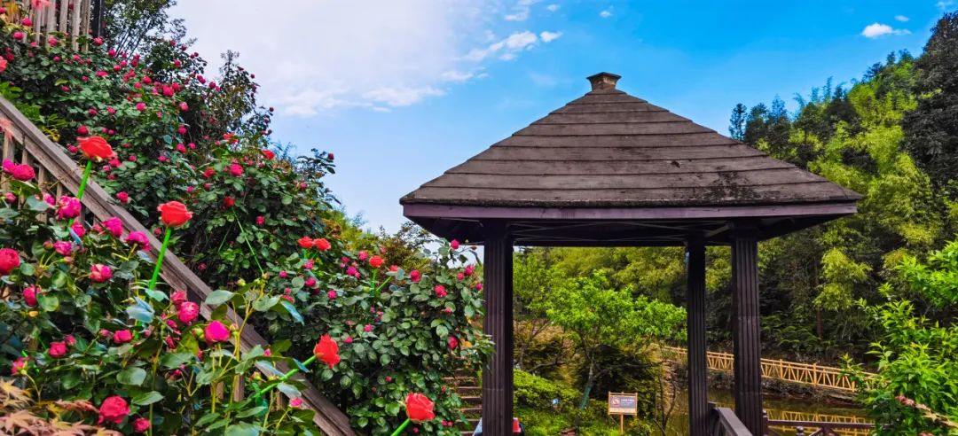 超燃多巴胺彩虹跑,多巴胺超燃视频