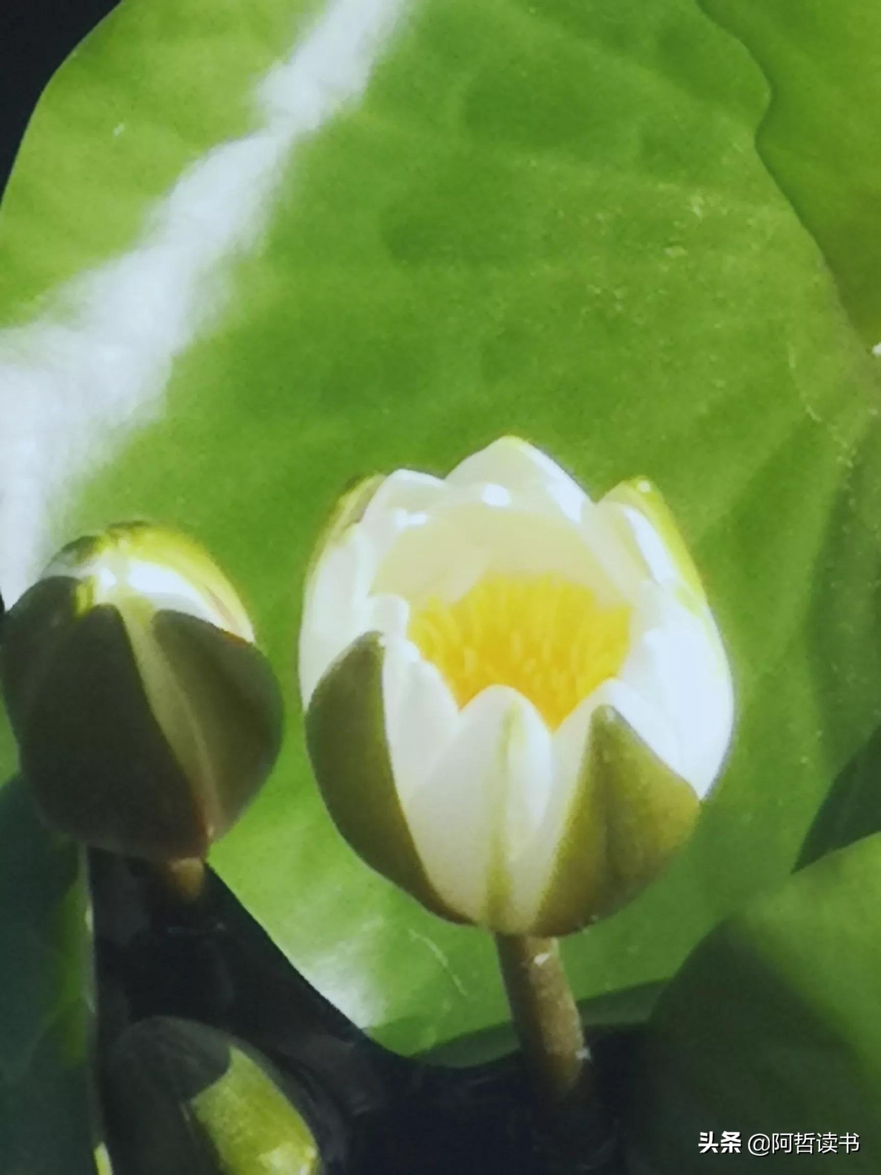 夏日荷花/风影摇曳波光粼，出水芙蓉最可人，一片冰心付与君