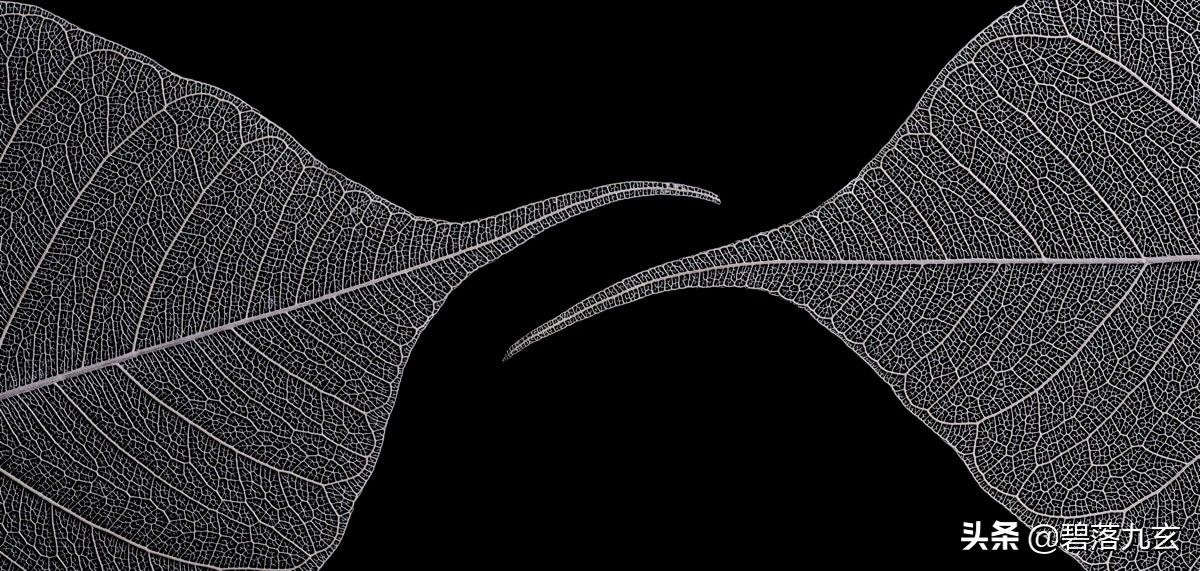 两只松鼠的爱：赢得2021年度特写摄影师挑战赛