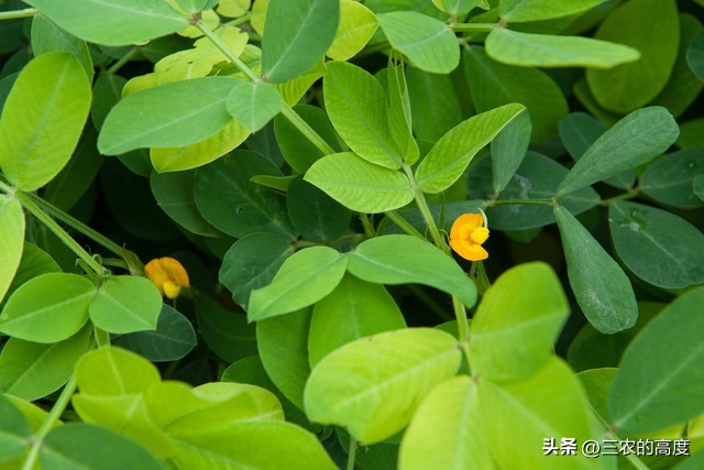 花生专用肥和花生药肥哪个效果好,花生微肥使用时间