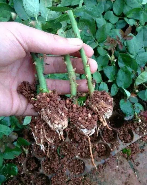 一根枝条扦插生根,随便一根枝条便能扦插成活