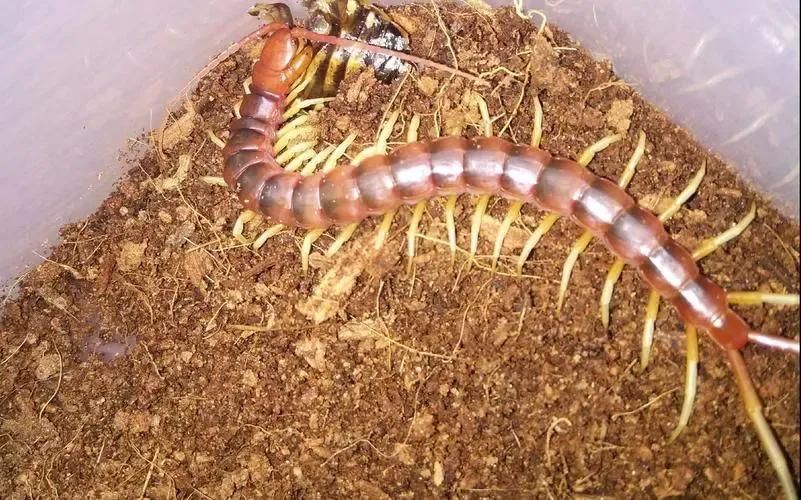 长很多只脚的小动物蜈蚣,蜈蚣是有8条腿的昆虫吗