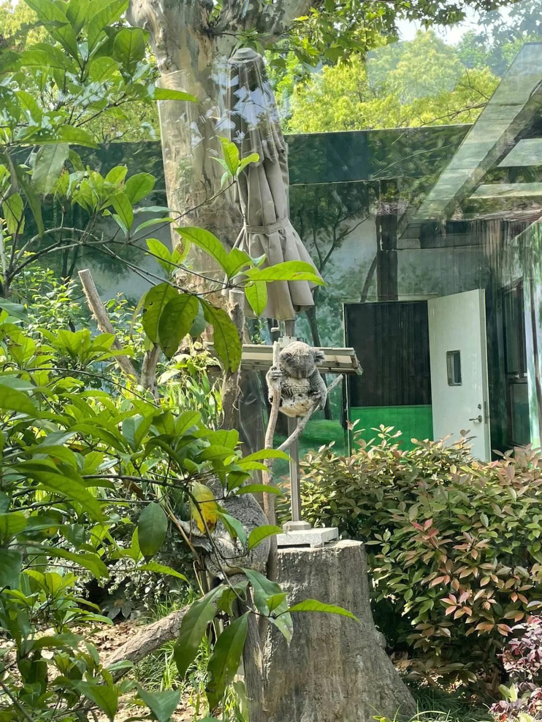 广州长隆野生动物园全部动物,广州长隆野生动物园所有动物介绍