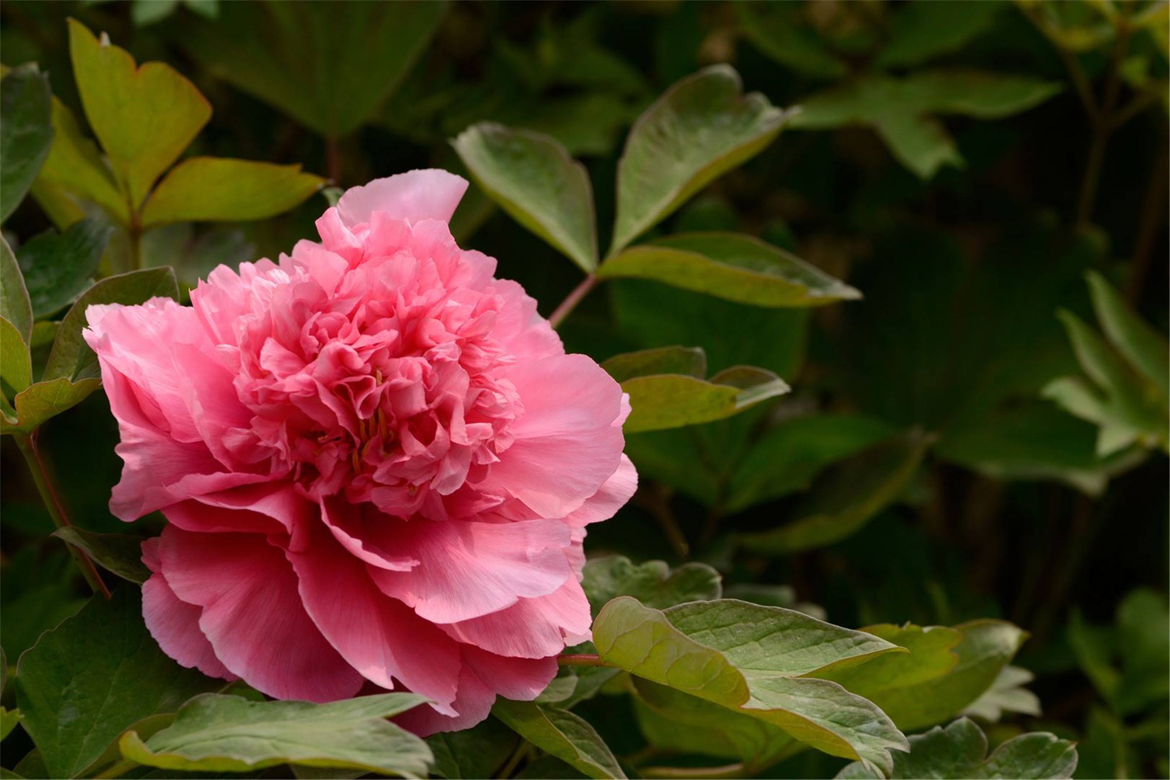 秀外慧中梅花秀,秀外慧中红秀