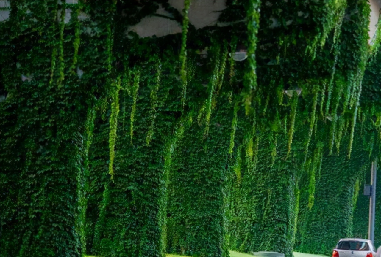 高架桥下种植爬山虎，难道不怕腐蚀吗？看完不得不佩服国人的智慧