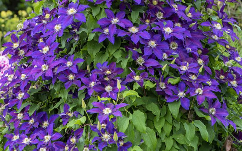 铁线莲春天从根部发芽,春天铁线莲管理方法