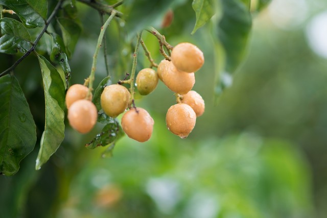南方夏季推荐的水果有哪些,南方一年四季都要吃的水果