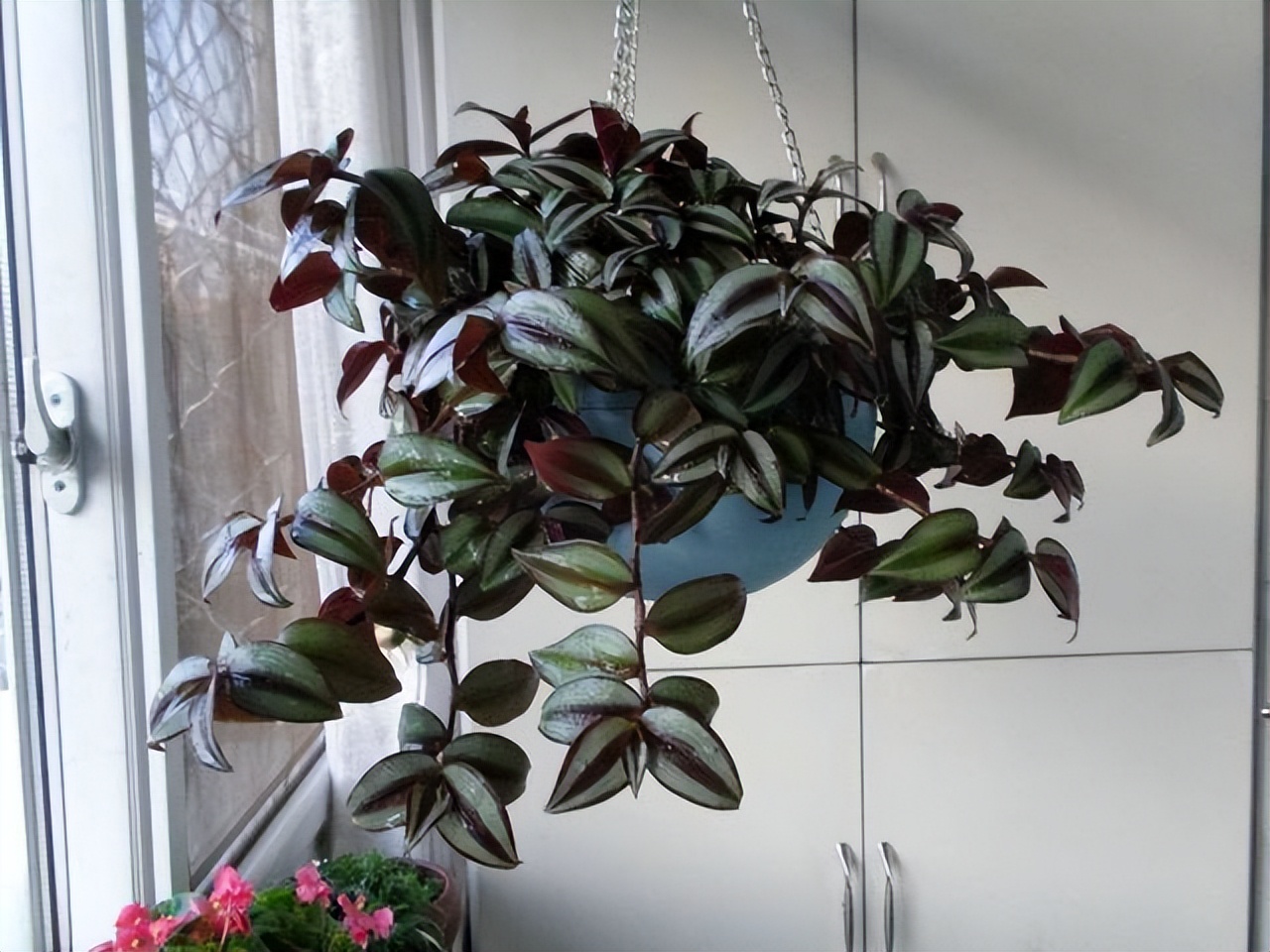 好看易种易活的花推荐,容易爆花的庭院花卉