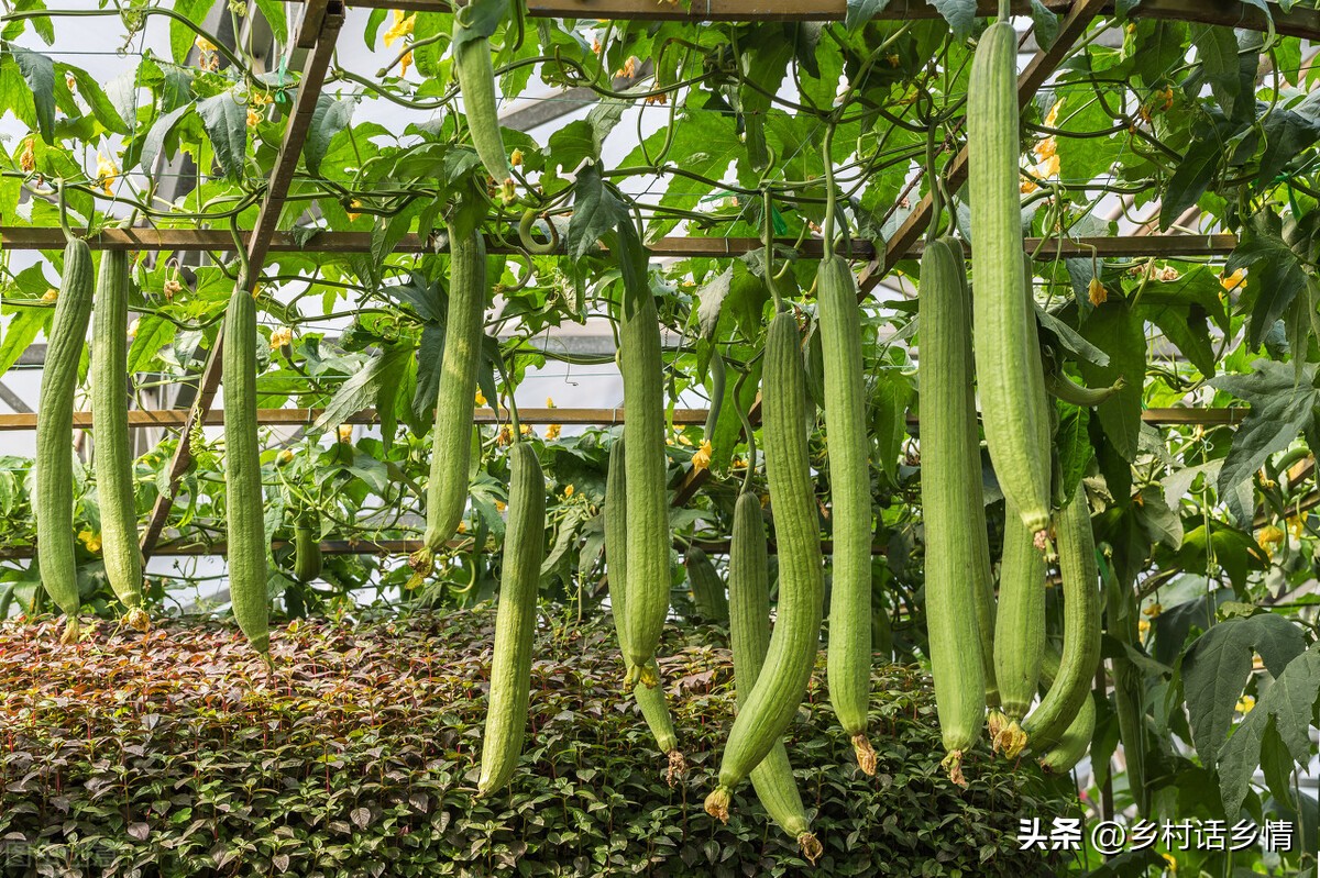 单角丝瓜不结瓜怎么补救,南瓜丝瓜西瓜黄瓜