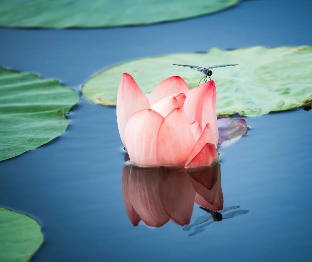 关于荷花绝美的诗句,十首荷花诗词唯美了整个夏天
