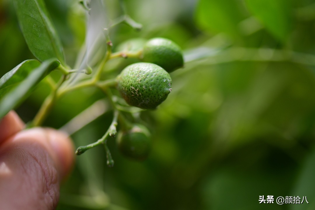几乎没有存在感的七里香，到底是怎样的？|园丁