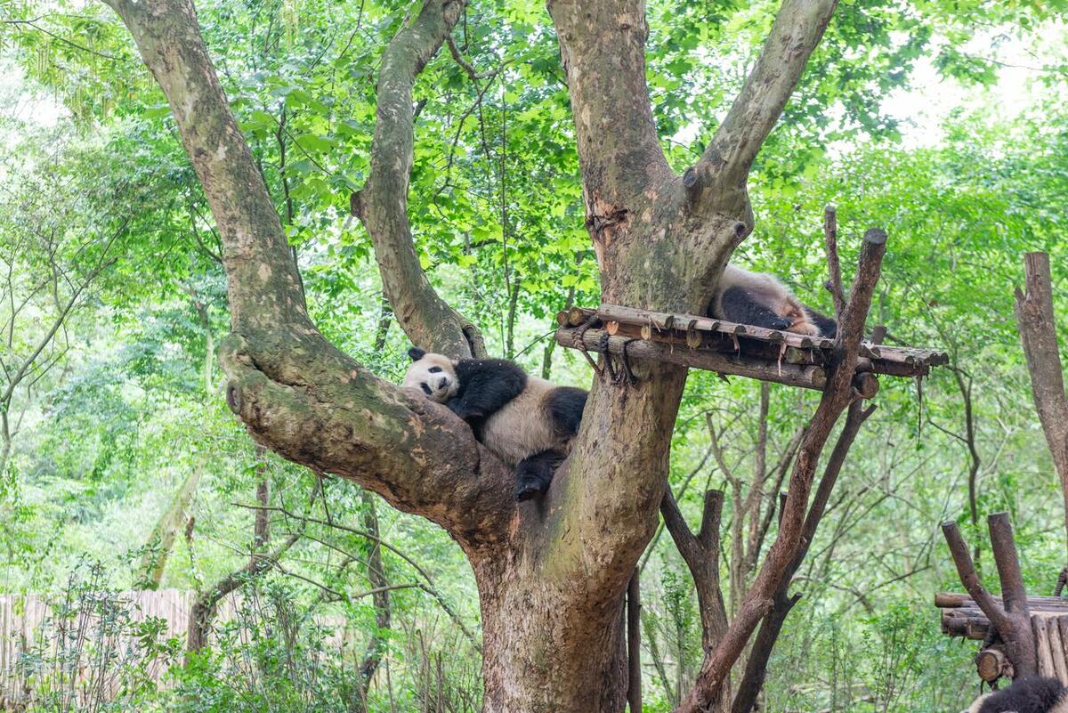 成都熊猫基地旁边的美食推荐,成都熊猫基地美食攻略大全