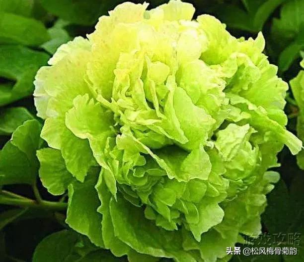 花儿朵朵开，香艳惹人爱，闻香觅花来，弄花香满衣