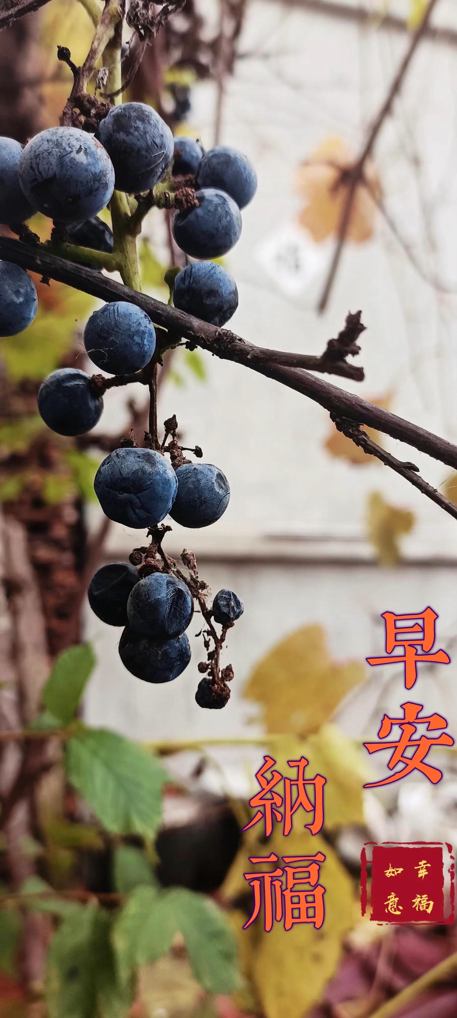 早安吉祥图案,早安吉祥动态美图