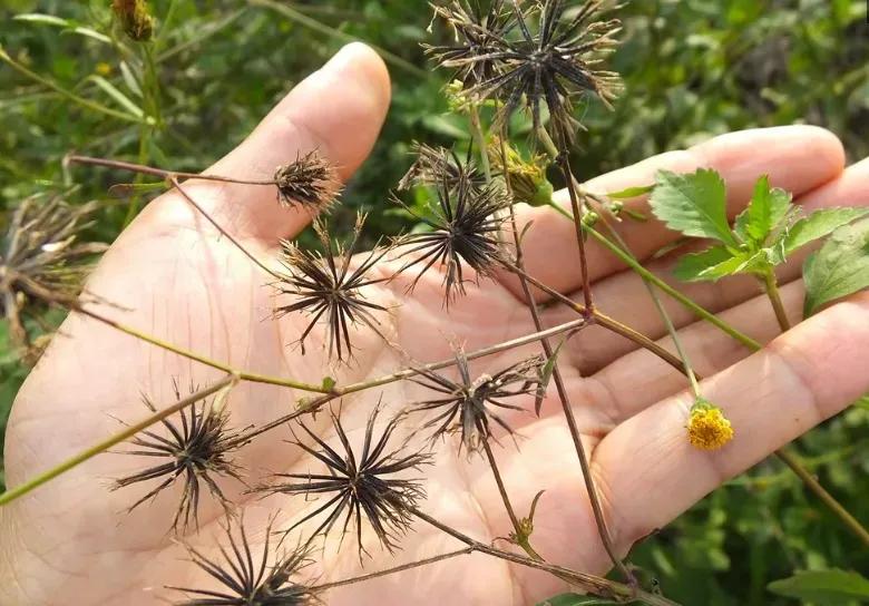 高血压，多是上热下寒，讲一方子，降血压，源于实战