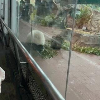 谁懂啊！回南天的养狗人家，惨过住鸡圈！pang臭！