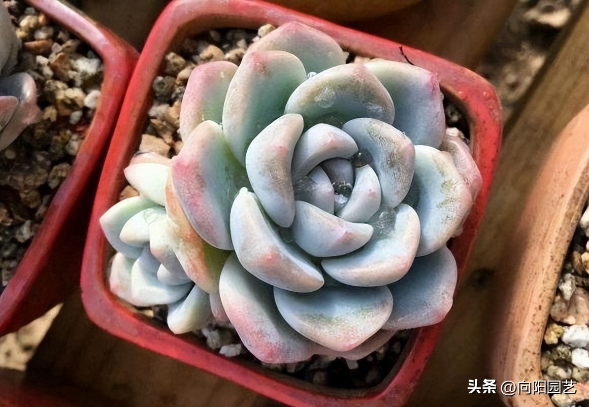 冬天多肉被冻得软了还能活吗,冬天买多肉能活吗