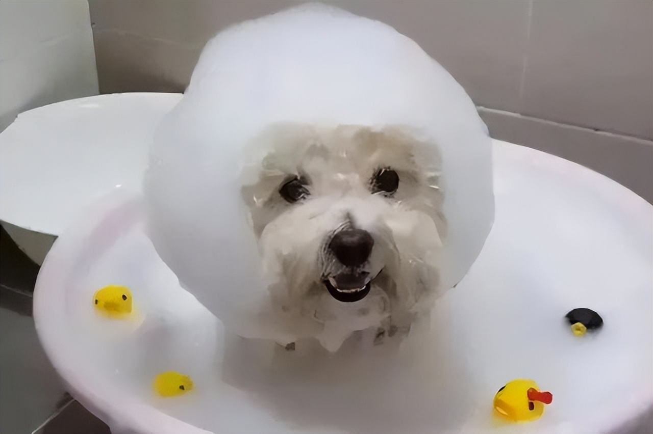 千万不要被比熊这几种行为骗了,不管你和谁相处记住哪5句话