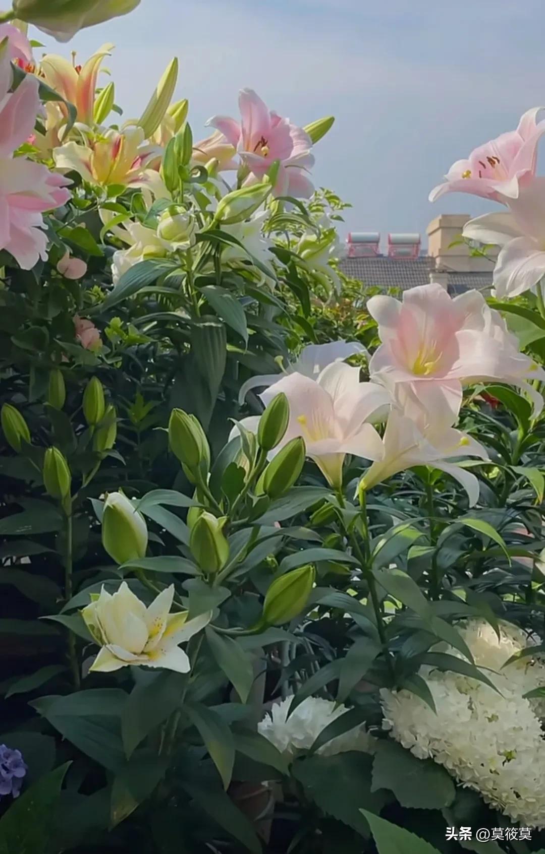 贵州省的省花叫什么名,贵州各个县的县花