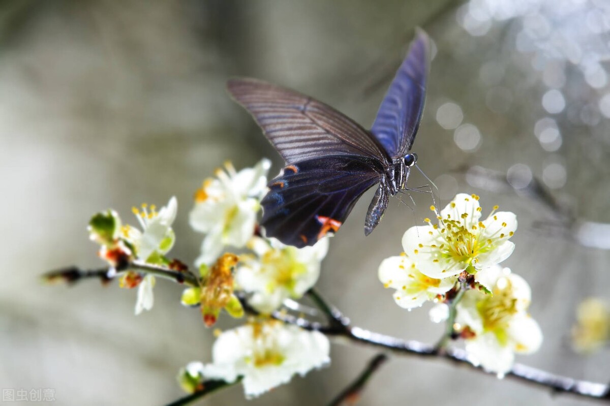 七句带花的诗词飞花令完整版,带花的诗句飞花令500首完整版