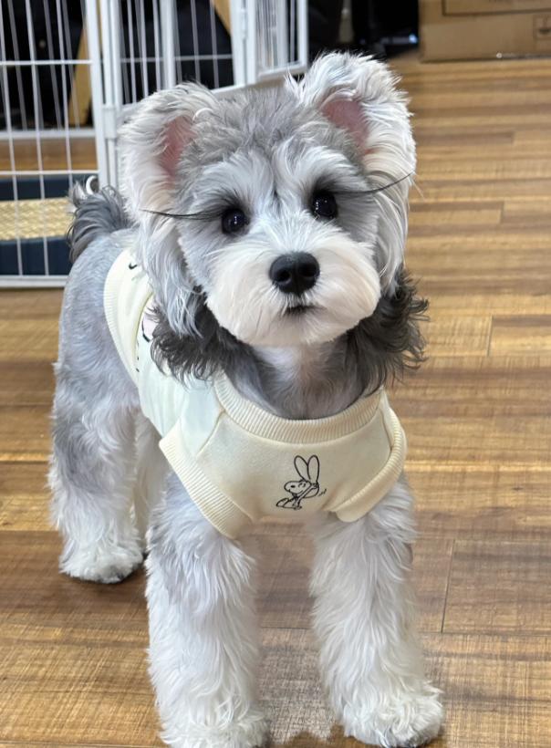 小型犬的品种大全100种,家庭养小型犬养什么品种好