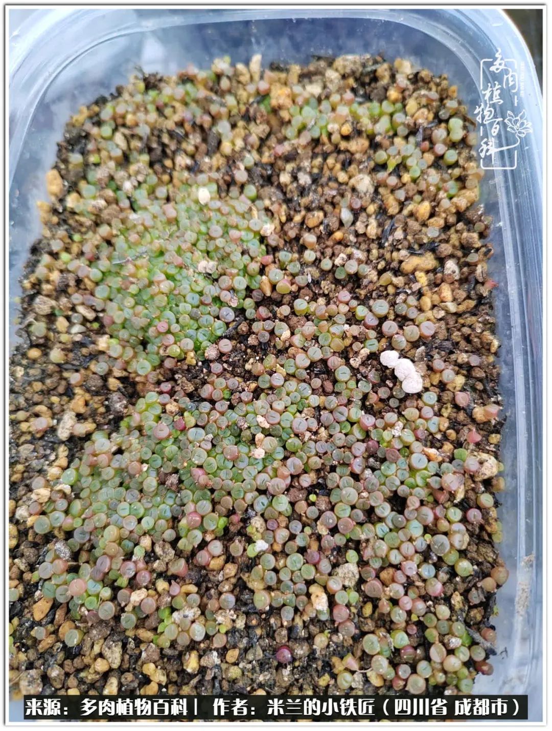 生石花好养吗怎么养护的,生石花的养殖方法和注意事项