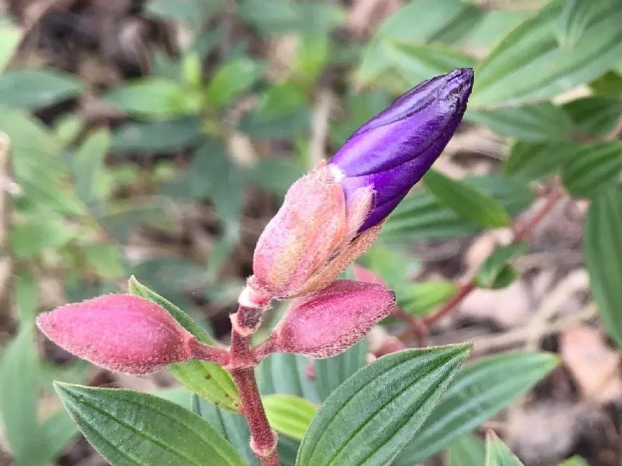 春夏之交，越来越多的花含苞欲放，这一百种娇媚蓓蕾真是美不胜收