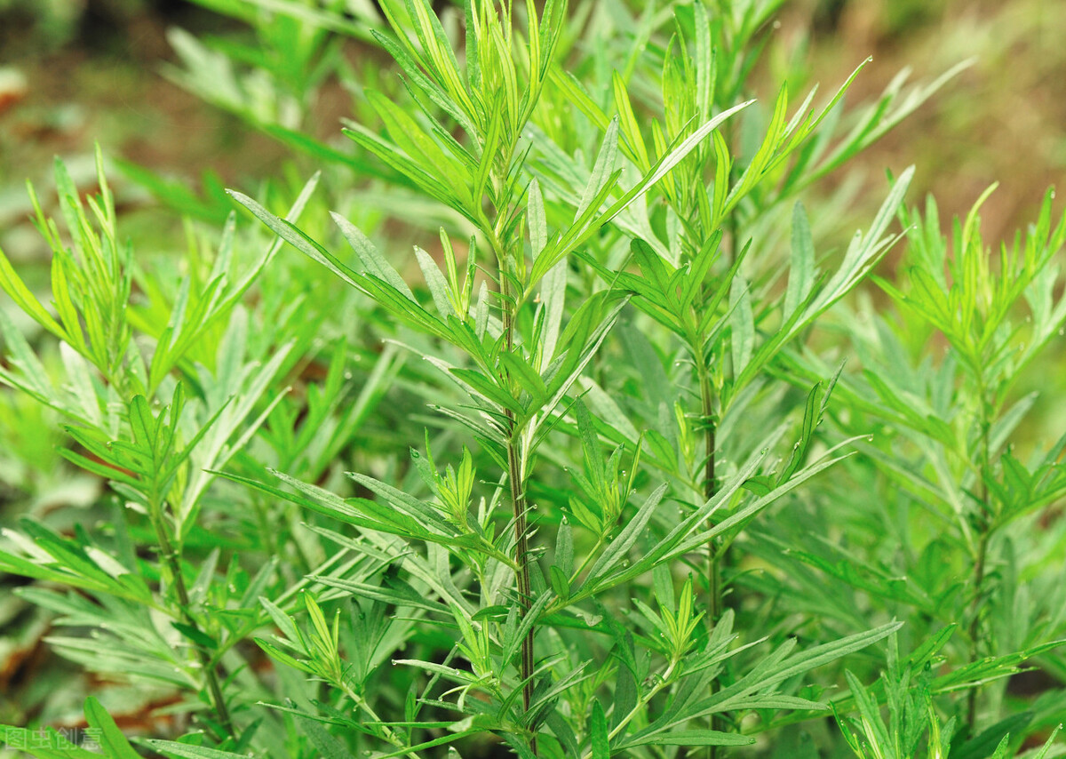 端午挂艾草是正挂还是倒挂合适,端午节要插艾草是正挂还是倒挂