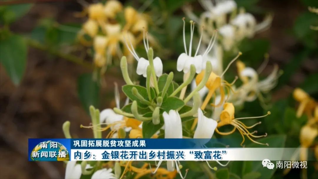 金银花带动乡村致富,金银花开出中药材产业致富良方
