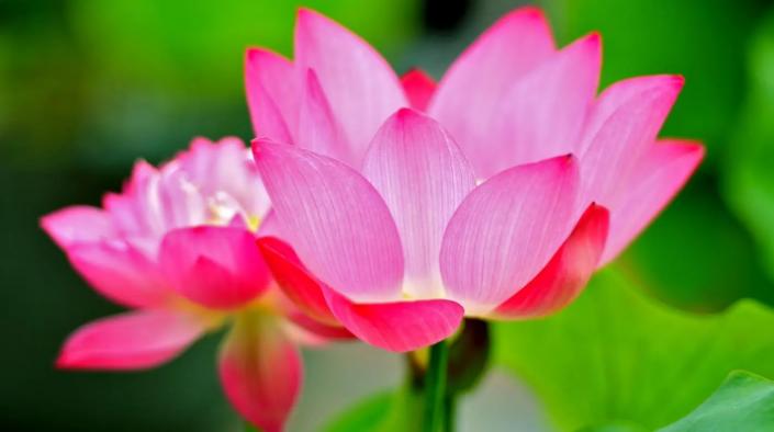 周嗣远|接天碧叶莹如玉，夕照芙蓉万朵花（原创荷之歌25首）