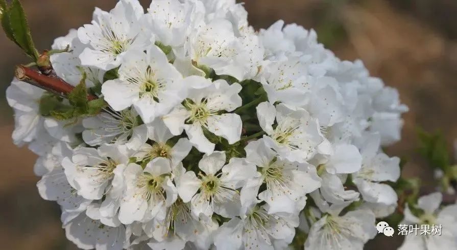 怎样辨别果树花和芽,怎么分辨阳光玫瑰果树