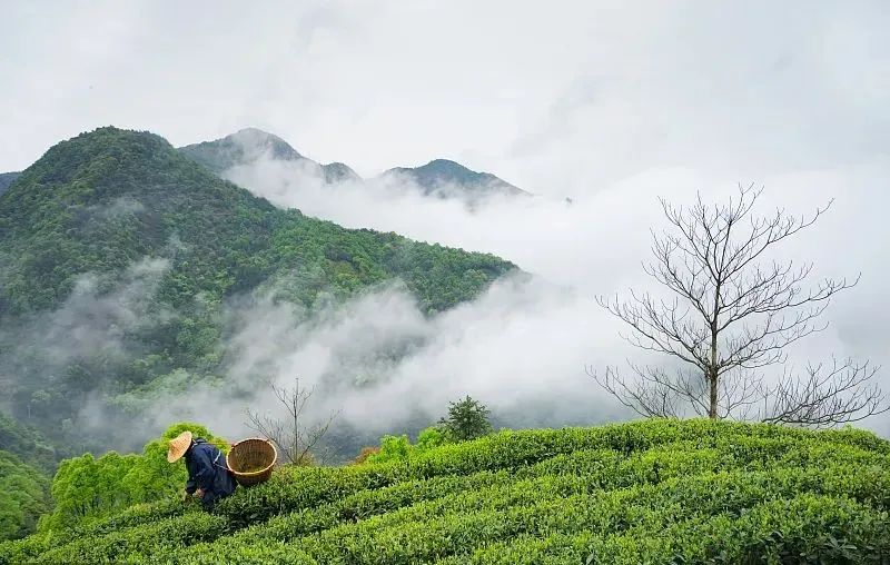 手写谷雨春天的最后一次回眸,谷雨春天的最后一次回眸图片