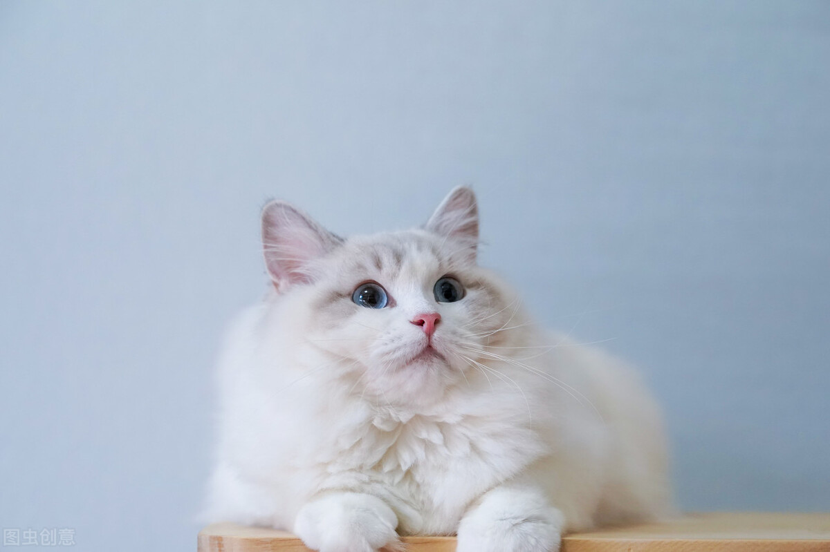 猫咪讨厌的气味防止猫咪乱尿,猫咪乱尿有异味怎么去除异味